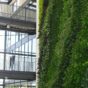 Sempergreenwall