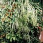 Modulogreen