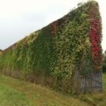 Greenwall Construct