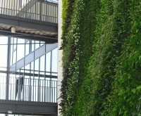 Sempergreenwall