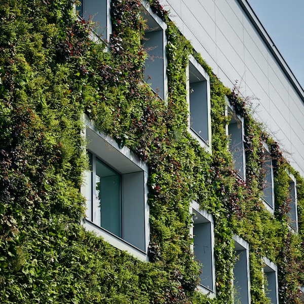Sempergreenwall