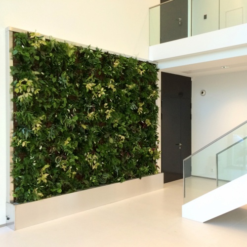Sempergreenwall